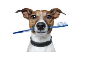 Dentálna hygiena pre psy