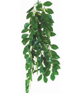 Ficus 50 cm - rastlina do terárií