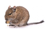 Krmivo pre osmákov degu