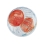 guľa pre škrečka PA 5222 BALOON MEDIUM MIX farieb