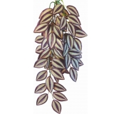 Tradescantia zebrina 50 cm - rastlina do terárií